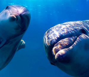Key West Dolphin Tours